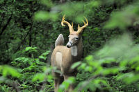 Outdoor Public Shoots